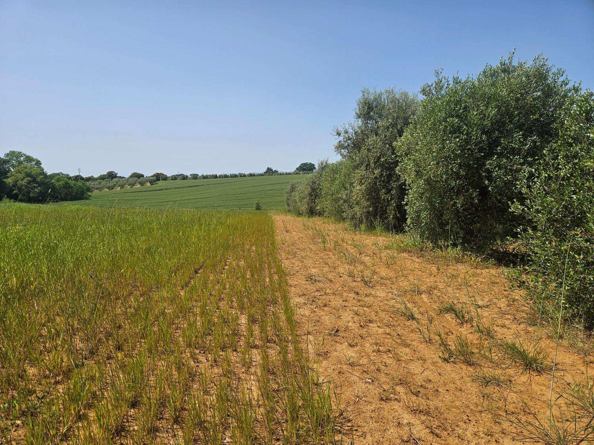 Agriturismo Il Migliarino Rispescia Luaran gambar